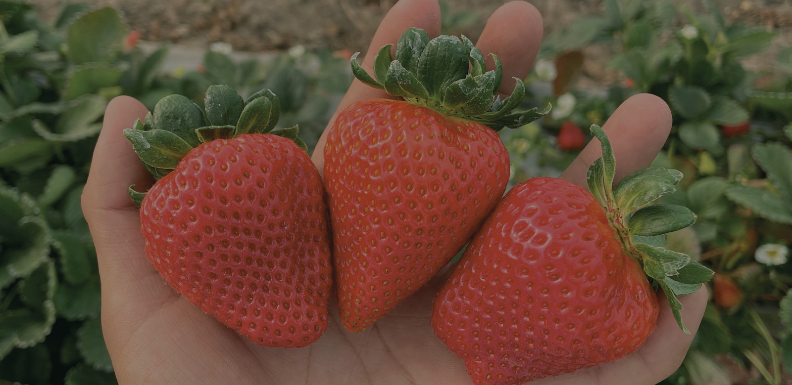 CULTIVOS_Mesa de trabajo 1